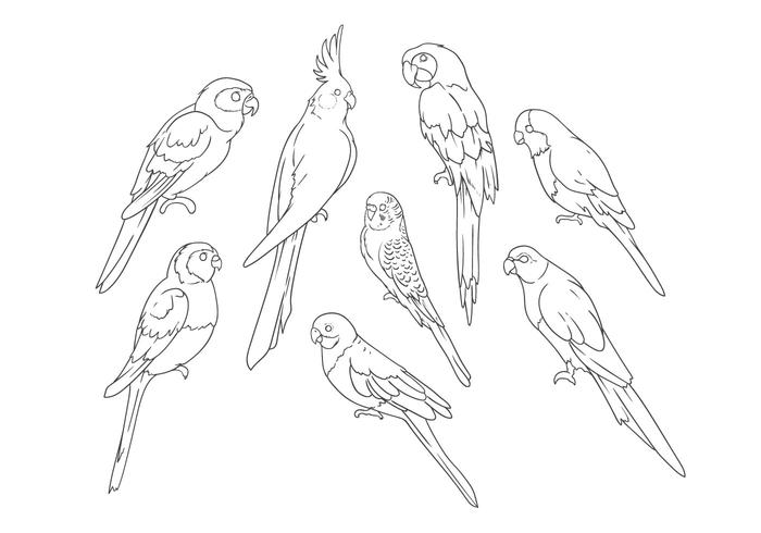 700x490 Free Hand Drawing Parrots Vector
