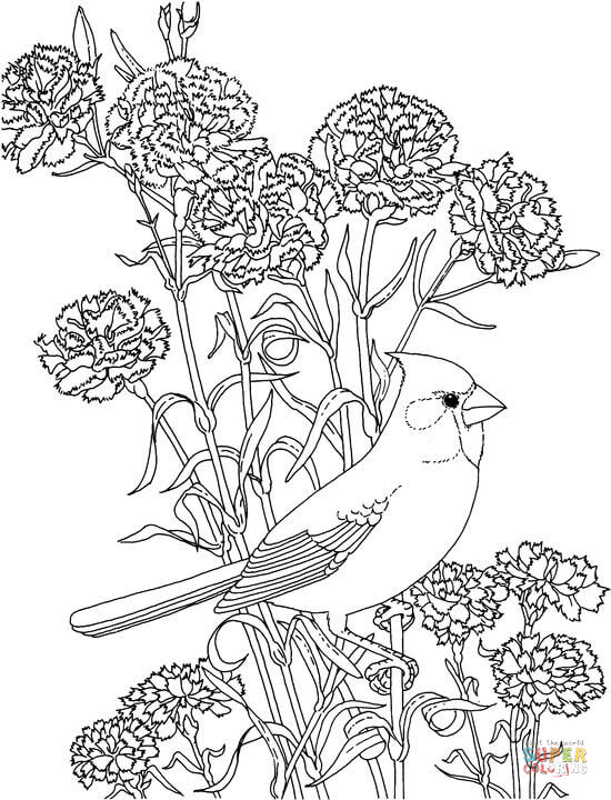 550x720 Northern Cardinal Coloring Pages Free Coloring Pages