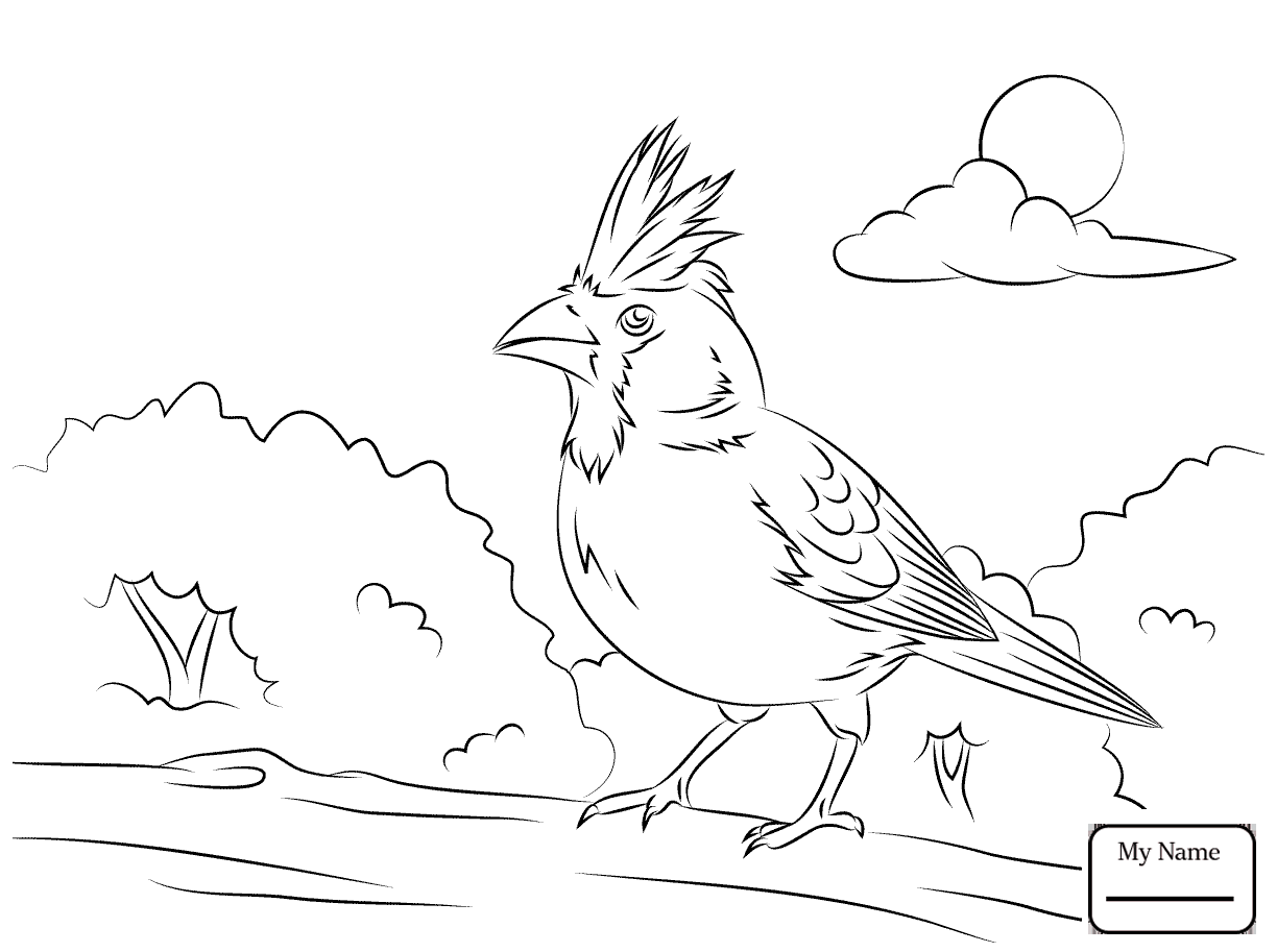 1224x913 Red Cardinal And Dogwood Blossom North Carolina Bird And Flower