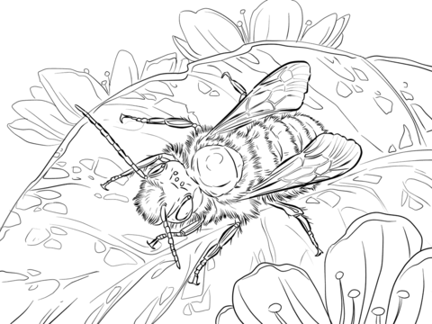 480x360 Red Mason Bee Coloring Page Free Printable Coloring Pages