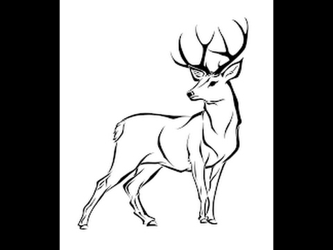 480x360 How To Draw White Tailed Deer Full Body Drawing In Steps