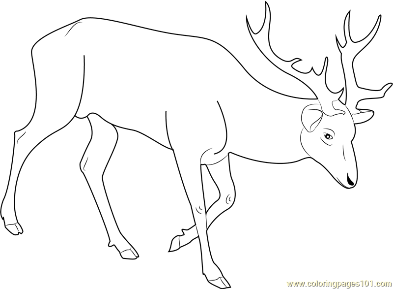 800x587 Red Deer Coloring Page