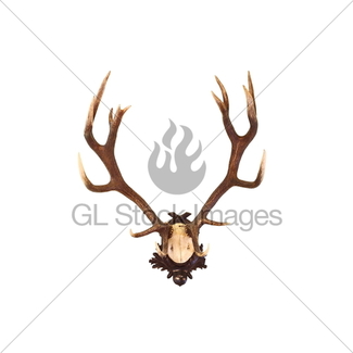 325x325 Red Deer Trophy With Large Antlers Gl Stock Images