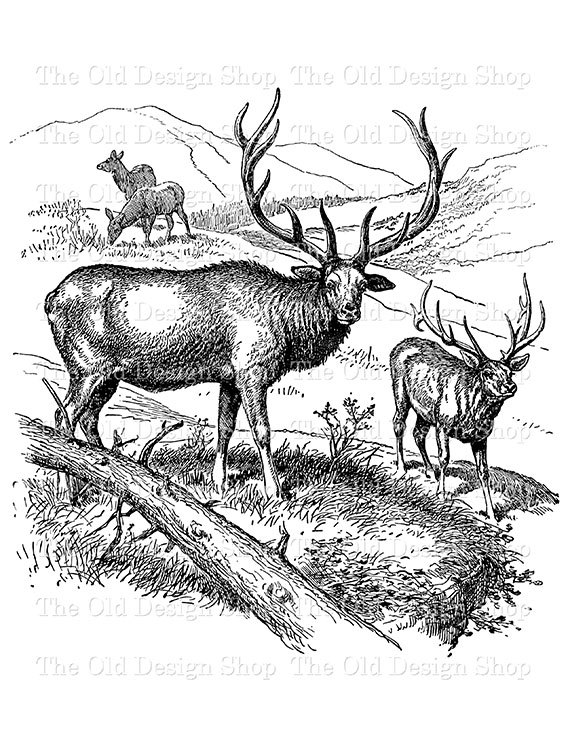 570x738 Red Deer Vintage Animal Printable Clip Art Digital Download