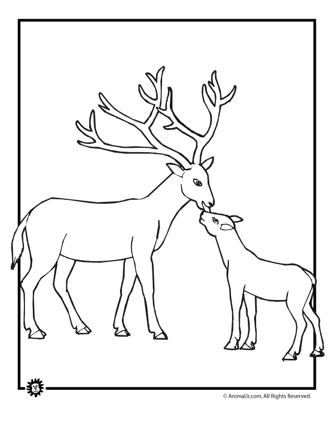 680x880 Red Deer Coloring Pages Download And Print For Free
