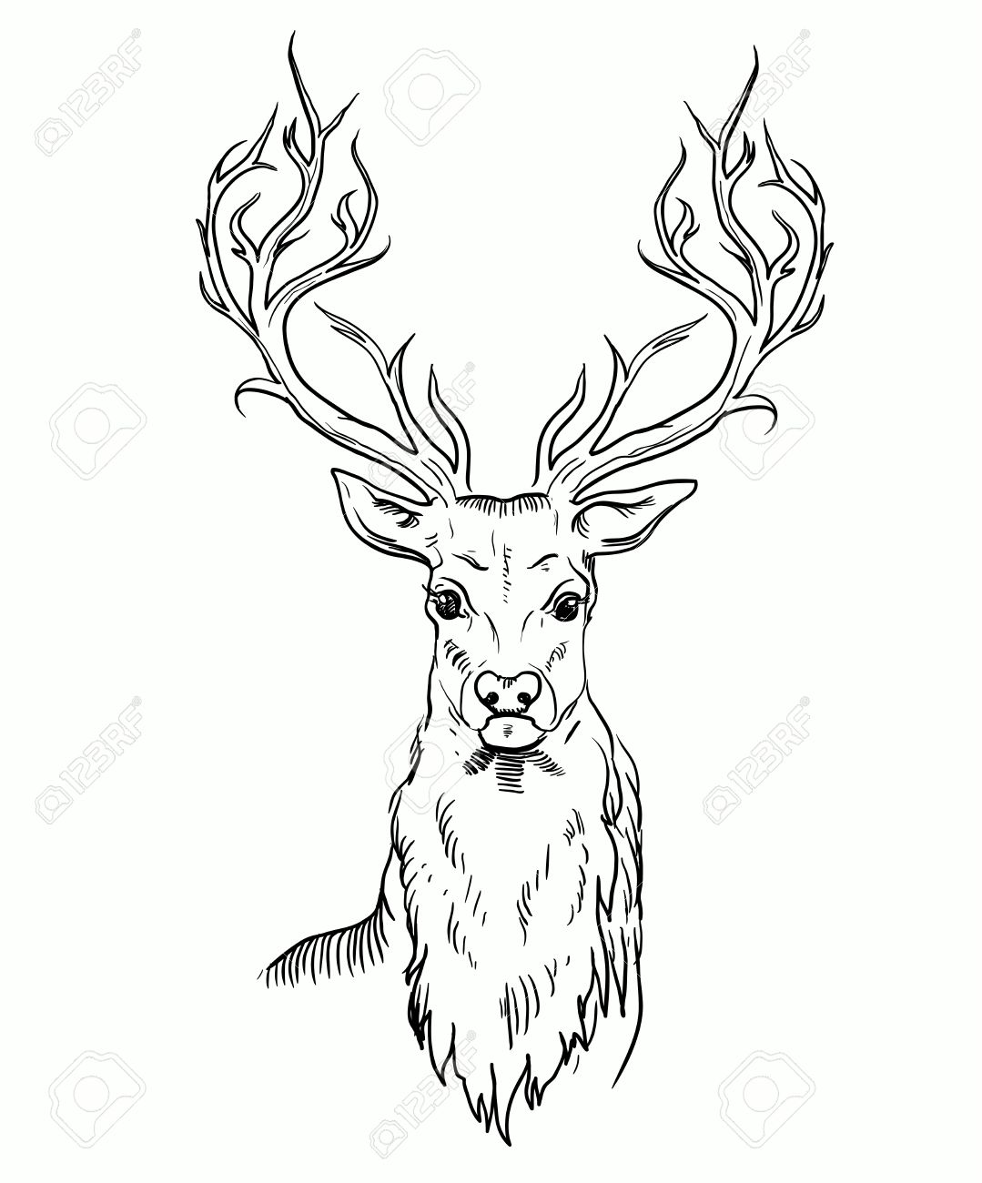 1079x1300 Sketch Of Deer Head. Royalty Free Cliparts, Vectors, And Stock