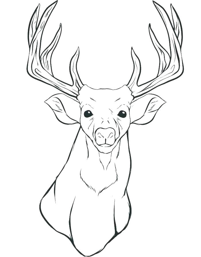700x892 This Is Deer Coloring Pages Pictures Red Deer 2 John Deere