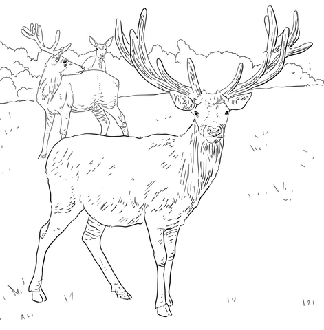 471x480 Western European Red Deer Coloring Page Free Printable Coloring