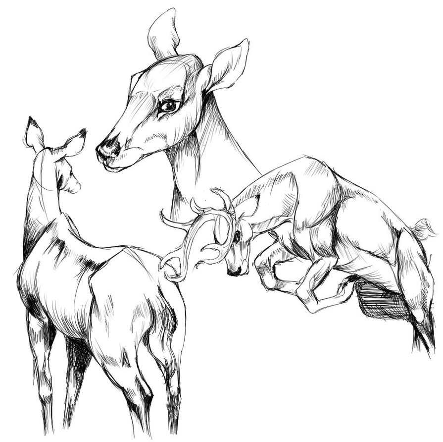 895x892 Deer Anatomical Drawings By Buttermutt