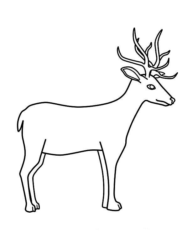 600x776 Deer Coloring Page For Kids Coloring Sun