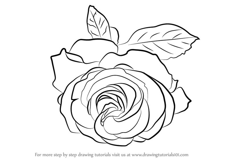 800x567 Learn How To Draw A Cherry Red Rose (Rose) Step By Step Drawing