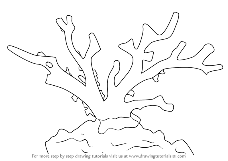 800x566 Learn How To Draw A Red Coral (Corals) Step By Step Drawing