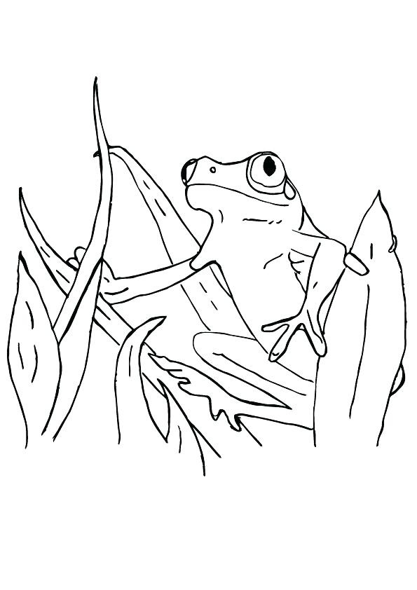 595x842 Coloring Page Frog Printable Frog Coloring Pages Full Size