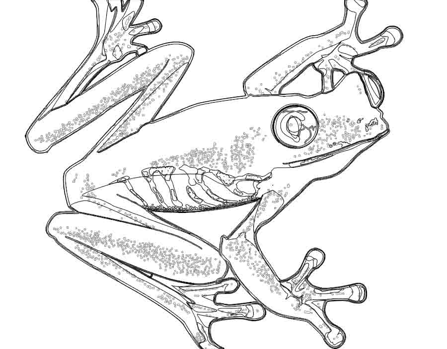 900x703 Frog Line Drawing