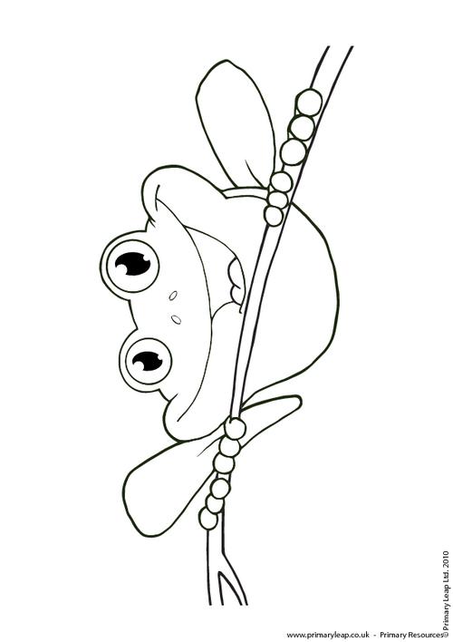 500x708 Red Eyed Tree Frog Colouring Page Primaryleap.co.uk