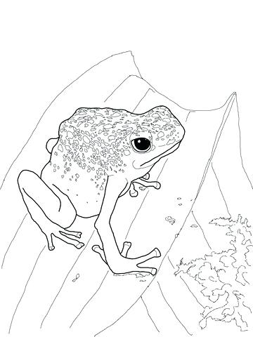 360x480 Tree Frog Coloring Pages Free Printable Frog Coloring Pages