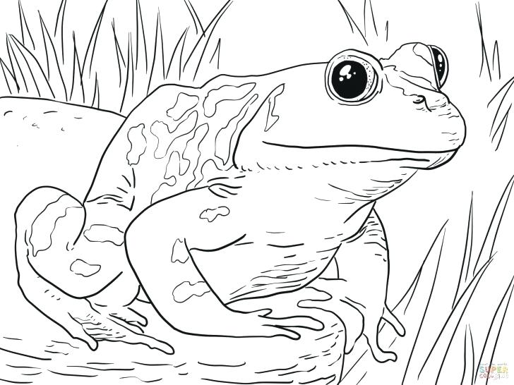 728x546 Coloring Pages Frogs To Frog Coloring Pages Free Coloring Pages