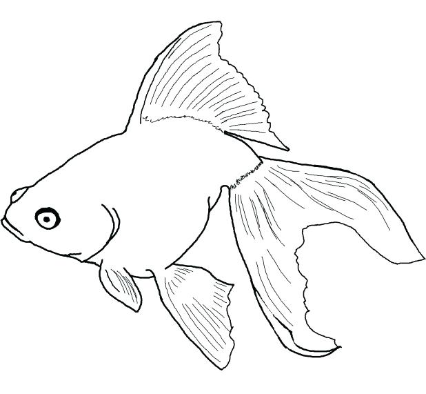 Red Fish Drawing at GetDrawings | Free download