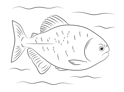 480x358 Red Bellied Piranha Coloring Page Free Printable Coloring Pages