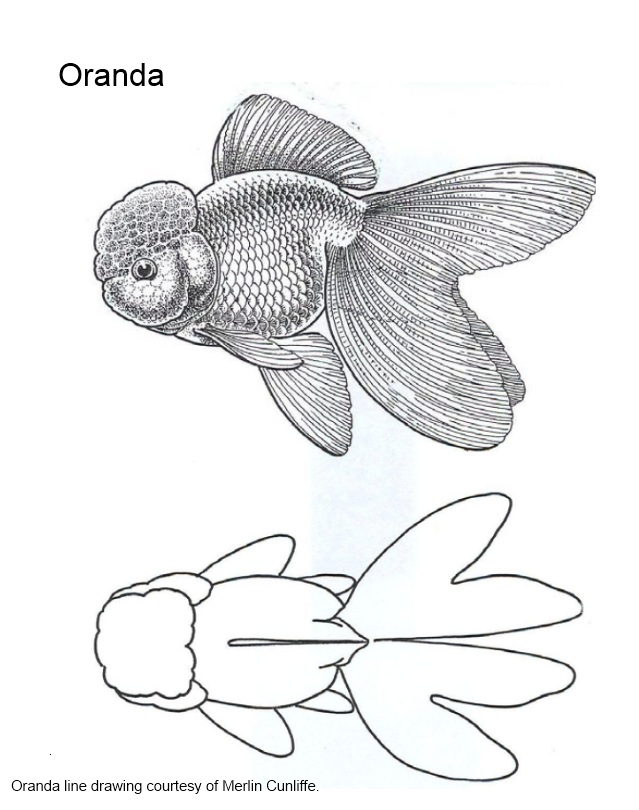 639x810 Red Amp White Oranda Site For Goldfish Keepers