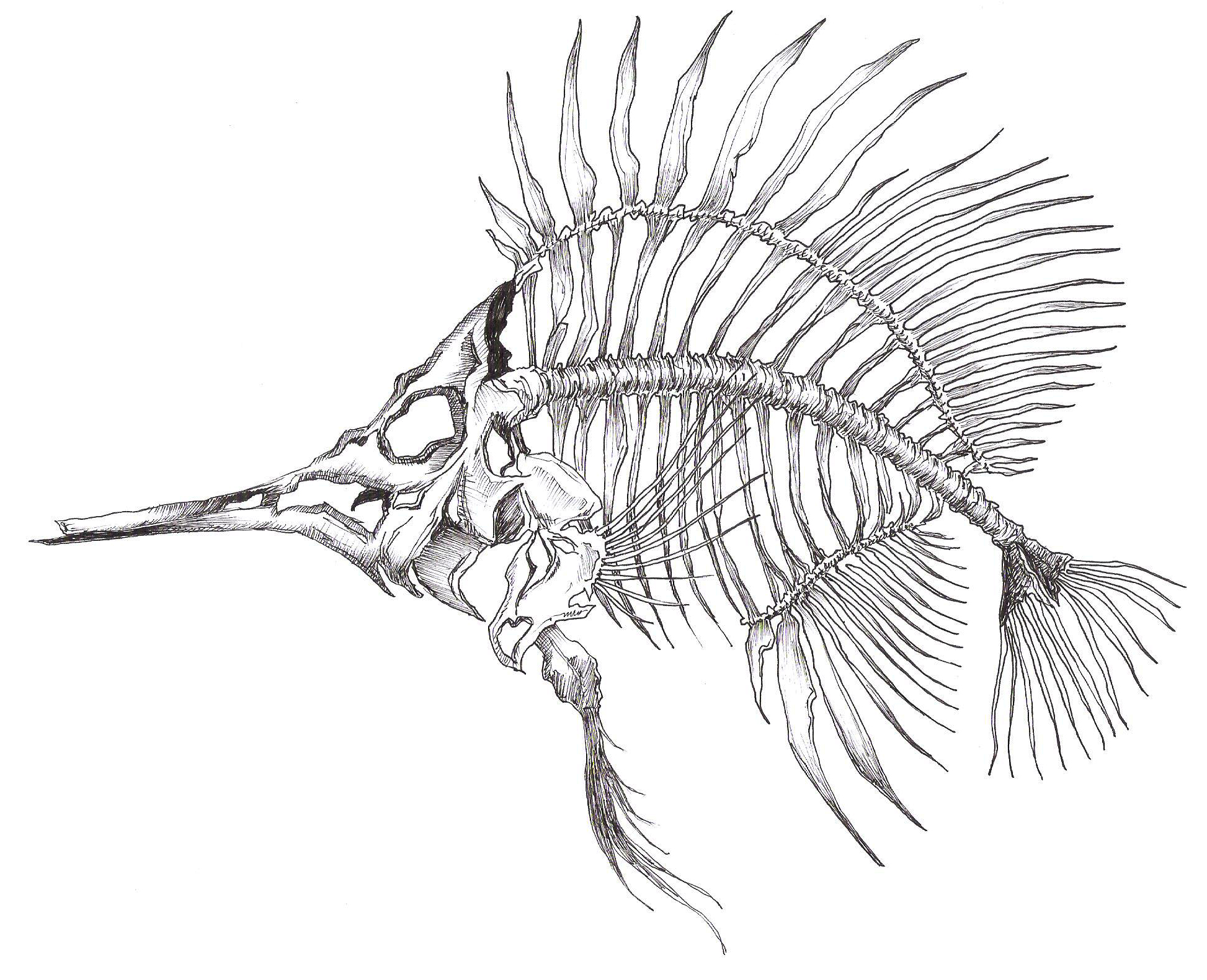 1946x1580 Images Trout Skeleton