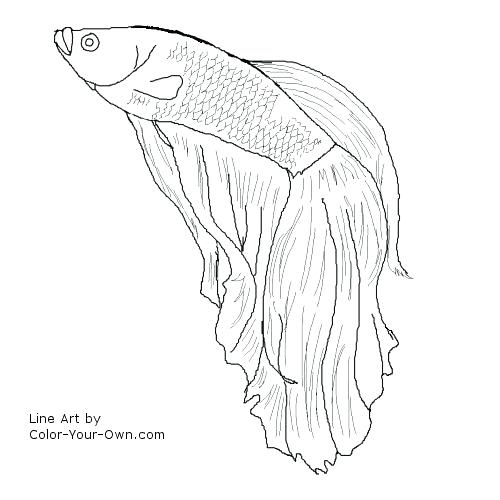 500x500 Betta Red Fish Coloring Page Free Other Fish Coloring Pages