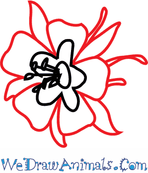 300x350 How To Draw A Columbine Flower