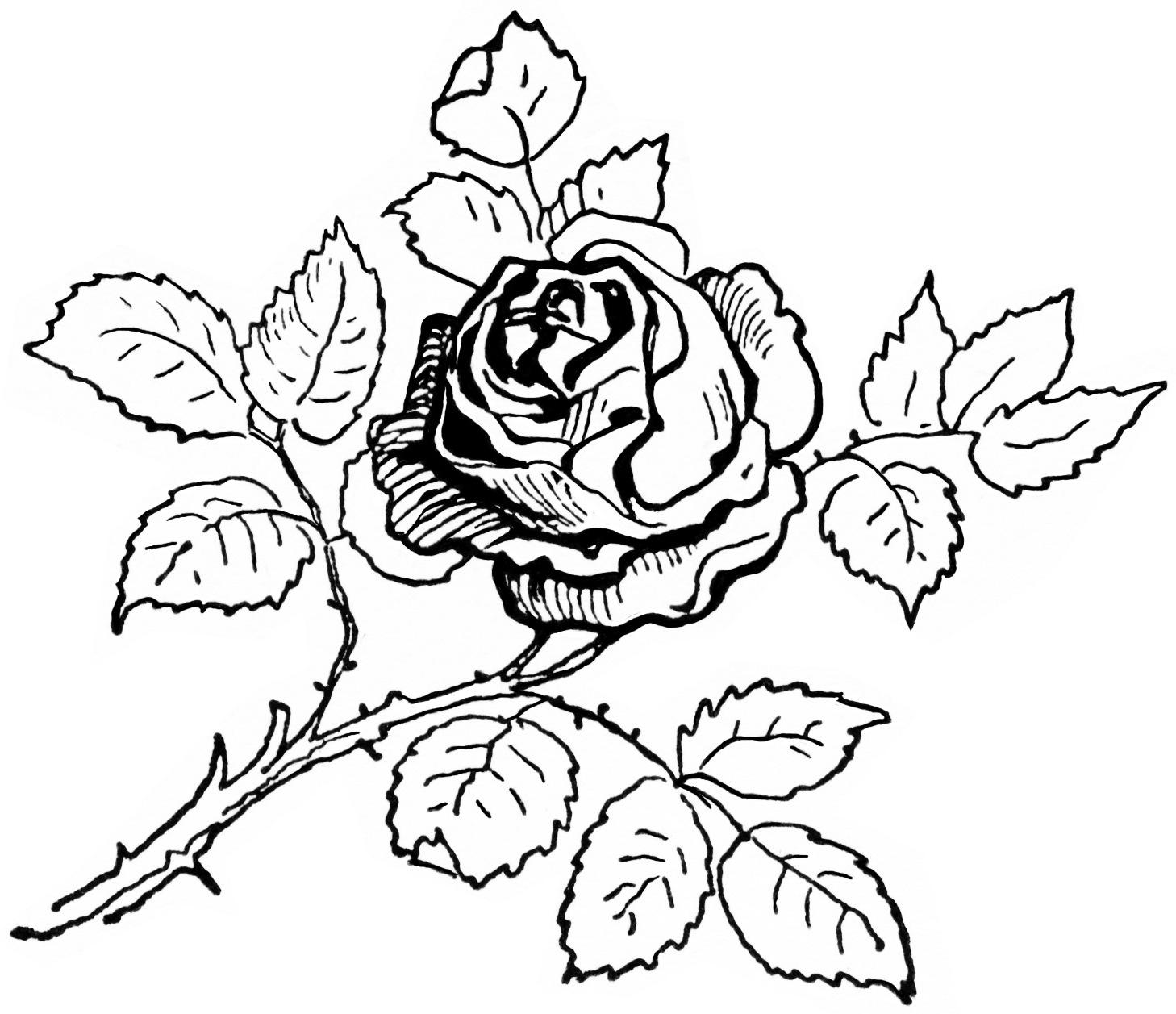 1458x1257 Red Flower Coloring Pages Coloring Page Fun