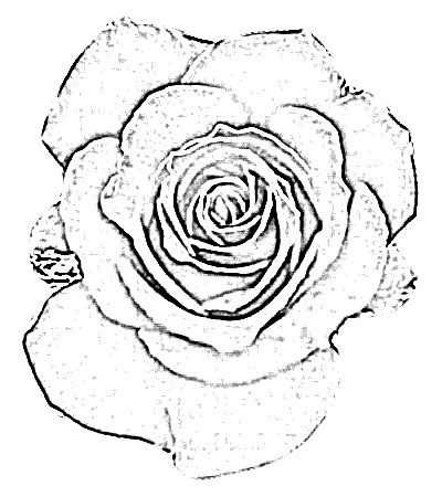 400x450 Red Rose Flower Sketch