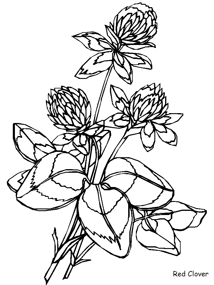 718x957 Redclover Flowers Coloring Pages Amp Coloring Book Pattern