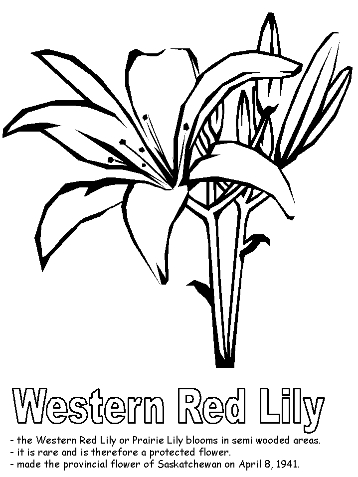 718x957 Western Red Lily Coloring Page