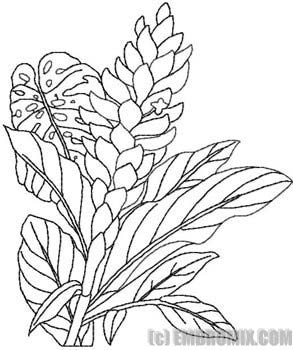 293x350 Flowers And Nature