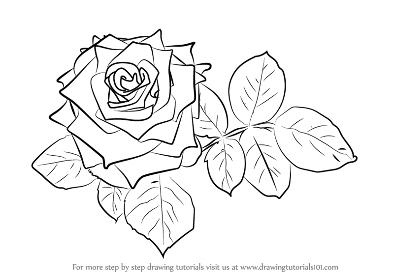800x566 Learn How To Draw Red Rose (Rose) Step By Step Drawing Tutorials