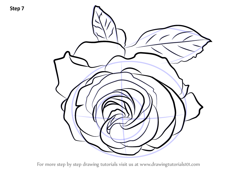 846x600 Learn How To Draw A Cherry Red Rose (Rose) Step By Step Drawing