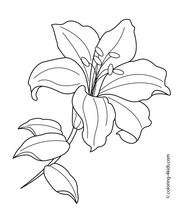 618x735 Printable Red Roses Valentines Coloring Pages Coolest Valentine