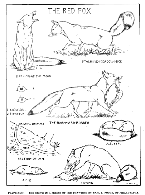 465x626 Red Fox Sketches The Common Room