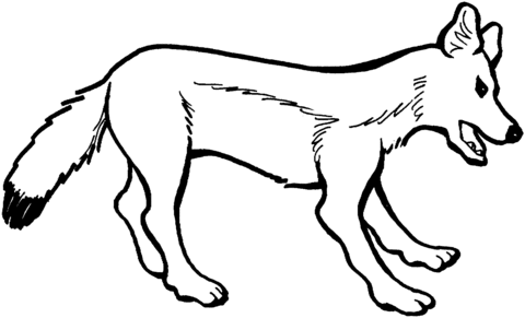 480x291 Red Fox Vixen Coloring Page Free Printable Coloring Pages