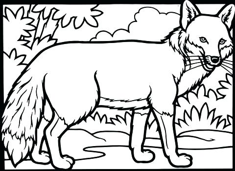 480x350 Top Rated Fox Coloring Pages Images Fox Coloring Pages For Adults