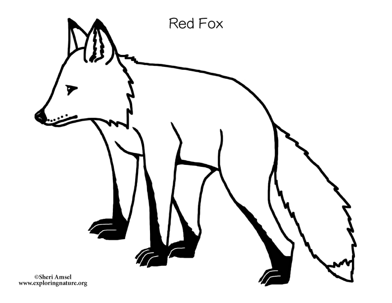792x612 Fox (Red) 2 Coloring Page