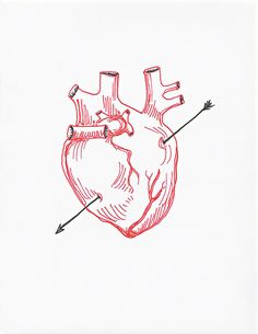 236x305 Anatomical Heart Drawing