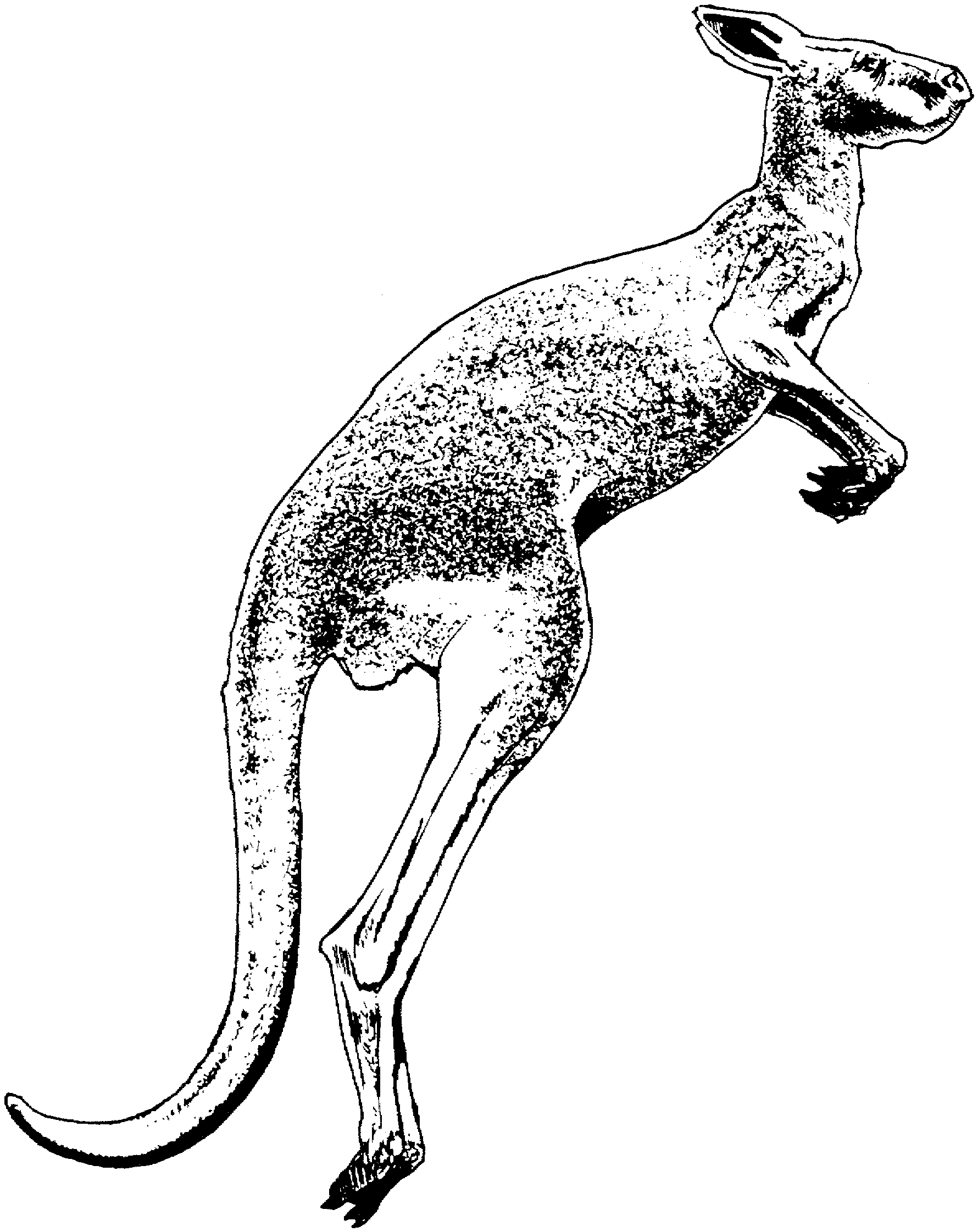 1780x2242 Free Kangaroo Coloring Pages