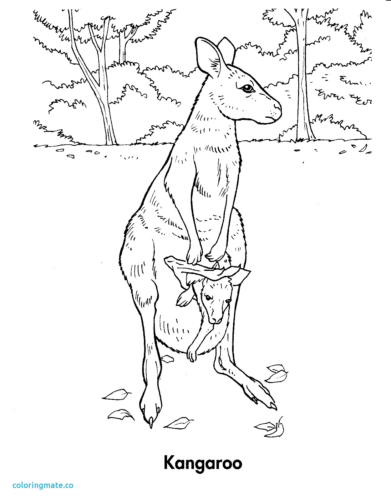 1250x1610 31 Kangaroo Coloring Page