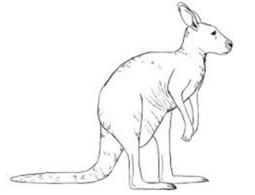 358x274 Kangaroo Tail Chickpea Soup