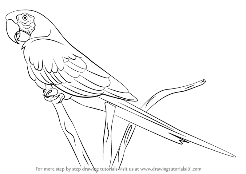 800x566 Learn How To Draw A Scarlet Macaw (Parrots) Step By Step Drawing