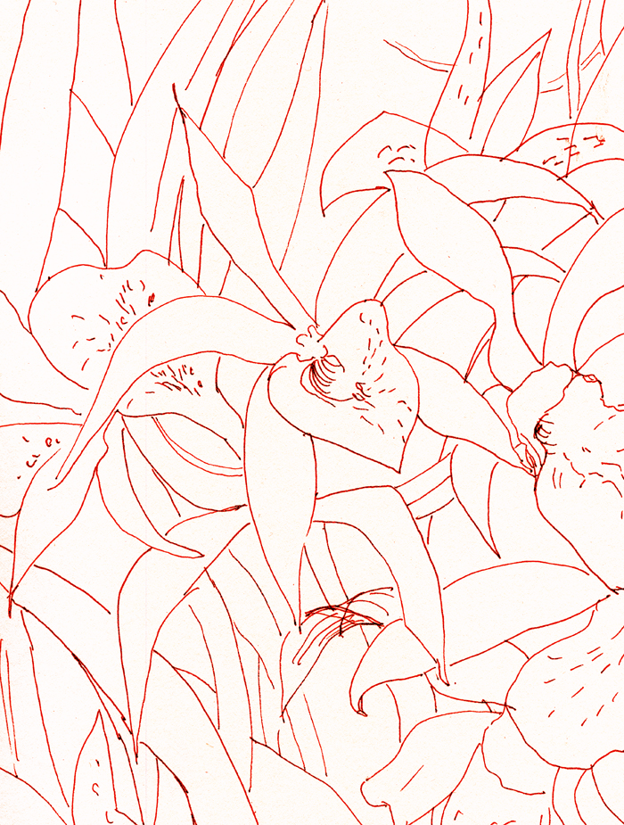 700x925 Longstreet Collection Orchid Line Drawings