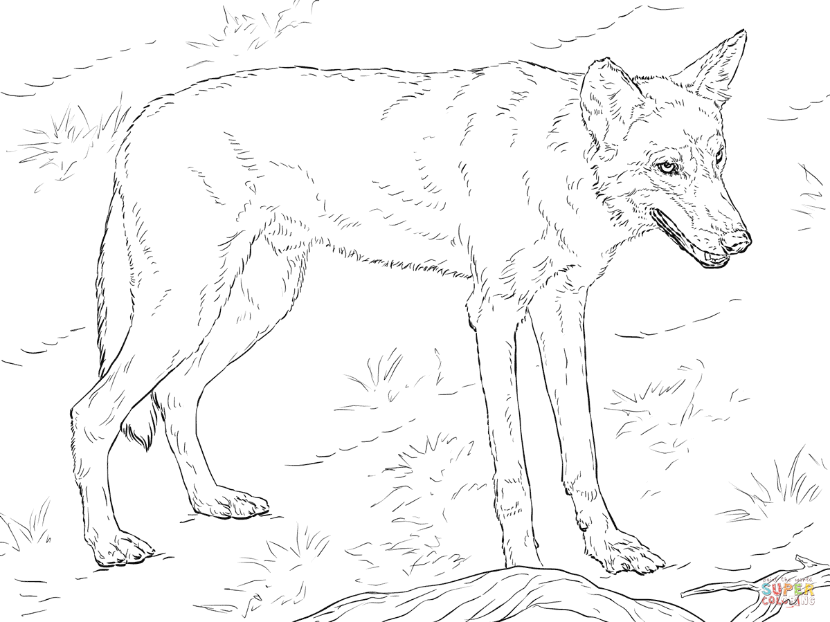 1199x899 Red Wolf Coloring Page Free Printable Coloring Pages