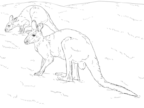480x360 Two Red Kangaroos Coloring Page Free Printable Coloring Pages