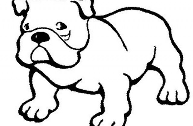 640x420 Tag For Pitbull Puppy Dogs Pitbull Dog Photos Images Description