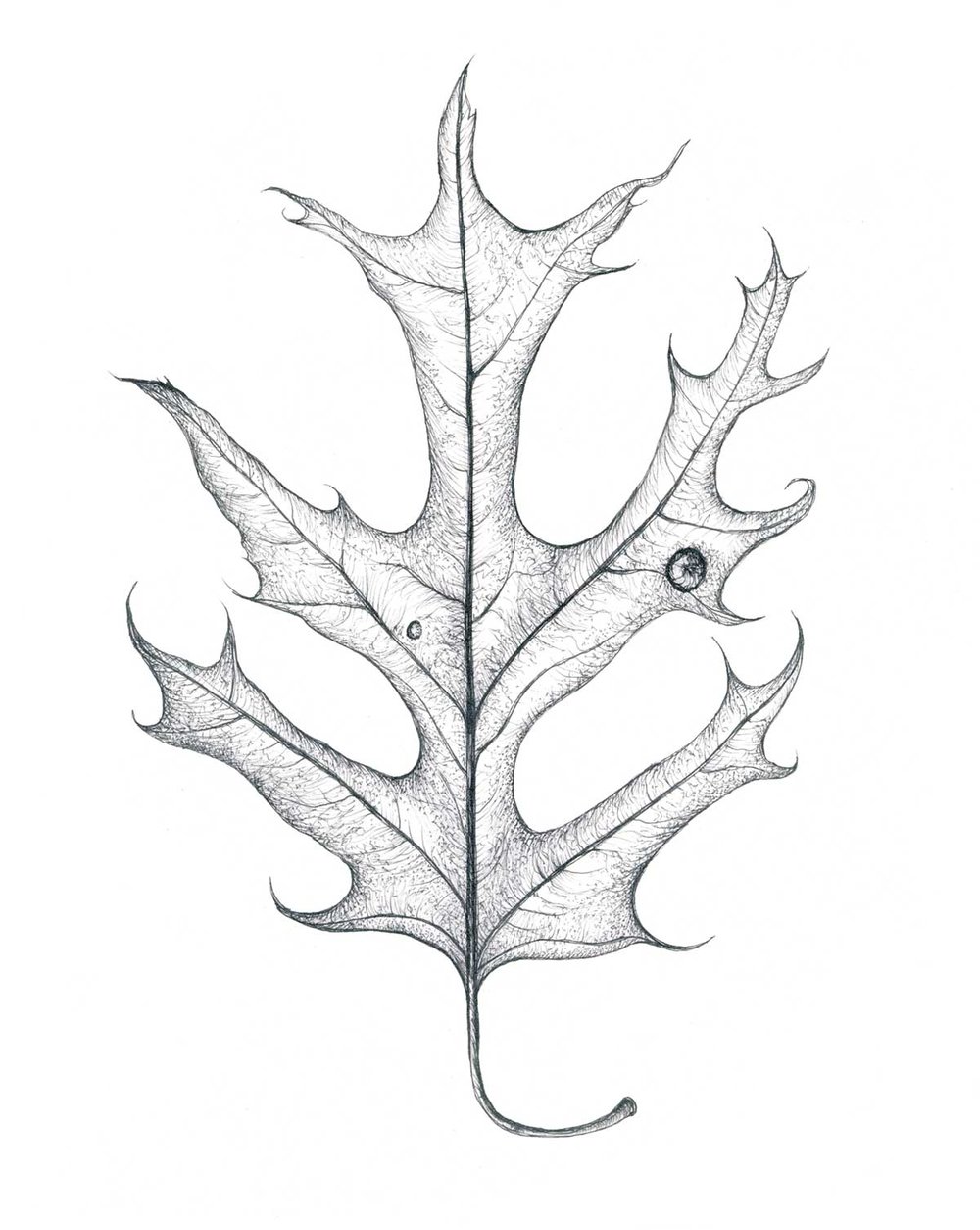 1000x1254 Drawings Tina Thieme Brown