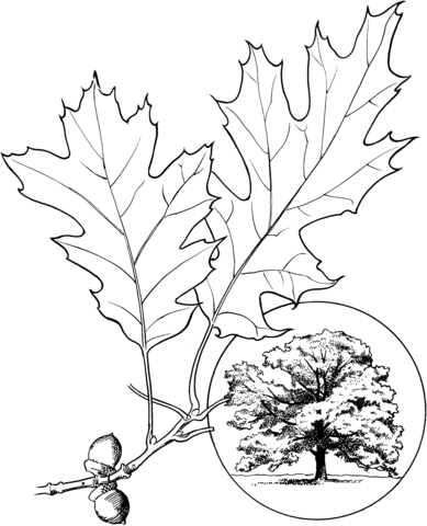 389x480 Northern Red Oak Or Champion Oak Coloring Page Free Printable